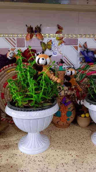 🪴يتوفر لدينا جميع اكسسوارات نباتات وسنادين بلاستك نوعيه ممتازه 🦊🪴 🐼
🚕توصيل كل محافظات العراق 🚕 
🪴الزرع لعرض فقط 🪴 
يتوفر جمله ومفرد 🐼 🦊 
حجز على خاص ☎️
📞***********📞

🐼تتوفر لدينا جميع اكسسوارات نباتات 🐼
🪴و سنادين مختلف الأشكال والأحجام والألوان 🕊️🐝🐞🐦🕊️🦋🐦🐞🌿🍄🕊️🐞🦋🐦🍄🌿
متوفر دعسوقات 🐞 🐞🐞🐞
ونحلات لاصقه 🐝🐝🐝🐝🐝
وفراشات 🦋🦋🦋🦋🦋🦋
فطر زينه 🍄🍄🍄🍄🪴💕
1-🐼باندا او سنجاب  🐼 
 2- فطر جيس الف🍄
3-🐞دعسوقه صغير حمراء ٤٠ قطعه با الف🐞
4-🐞وسط ٢٠ وسط جيس الف 🐞
5-🐞دعسوقة خشن ١٠ قطع با الف 🐞
6-🐞دعسوقة ملون ١٠ قطع الف🐞
7-👍كف ١٠ قطع الف 👍
8-🐦عصفور ٥٠٠ القطعه 🐦
9-🪴غصن مترين رفيع  الواحد الف 🪴
10-🎊نشر ضوئيه مترين الف 🎉🎊
11-🌹🐝نحله صفراء ٤٠ قطعه با الف🌹🐝
12-🌹🍄نحله وسط ١٥ قطع الف🐝🐝
13-🌹🦋🦋🌹فراشه عاديه لصق وجهين و مغناطيس ١٠ قطع با الف🦋
14-❤️جيس ١٠ قطع  ماسك لبلاب كف 
١٠ قطع الف👍
15-🍄١٠ قطع فطر اكبر شويه الف 🍄
16-🕊️حمام وسط الف🕊️
17-🕊️حمام كبير الفين 🐝🕊️
18-🪴ماسك لبلاب الف 🌿
🦋
19- فراشات سيم صغيره  ٤ سم 4 با الف🦋
🦋٧ سم ٣ با الف🦋
🦋٨ سم و ٩ سم  ٢ با الف🦋
20-فطر ملون صغير 10 با الف🍄
21-دعسوقة ام عوده ملون جيس 10 قطع الف
22-فطر احمر كبير او صغير جيس الف🍄
23-فطر ملون  صغير او كبير جيس الف 🍄
🪴الزرع لعرض فقط🪴 
#توصيل كل #محافظات_العراق
#بغداد #ناصريه #نباتات #ديوانيه #زرعاتي #سنادين_ورد #ديكورات #نباتات_منزلية_داخلية #نواعم #بابل #البصره #ديالي #واسط #المثني #ديكورات_خشب
#سناد #سناد_زرع #نباتاتي
