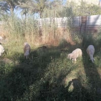 طليان • للبيع • غنم • خرفان • حيوانات • مواشي • طليان للبيع • مليون و2...