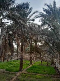 ابو الخصيب • بستان ٣ ابيوت • ١٦٦٥م