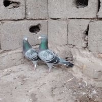 متاح زوج طيرة وفحل محلقات الفحل موديل2019 طيور ضخامة وصحة مضمونات بيض ...