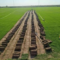 ثيل هندي • زراعة وتجهيز • يتحمل الحرارة