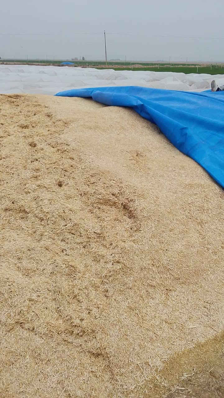 السلام عليكم يوجد تبن درجة اوله راس كوم حجم الكيس 60 سعر الزواج 3الاف بلمكان يوجد توصيل مجاني دجيل بلد الضلوعية تكريت سامراء الاسحاقي رقم التلفون 0771840300


**إذا كنت صاحب هذا الإعلان وتريد حذفه لأي سبب، رجاءا أرسل رسالة إلى الدعم الفني**