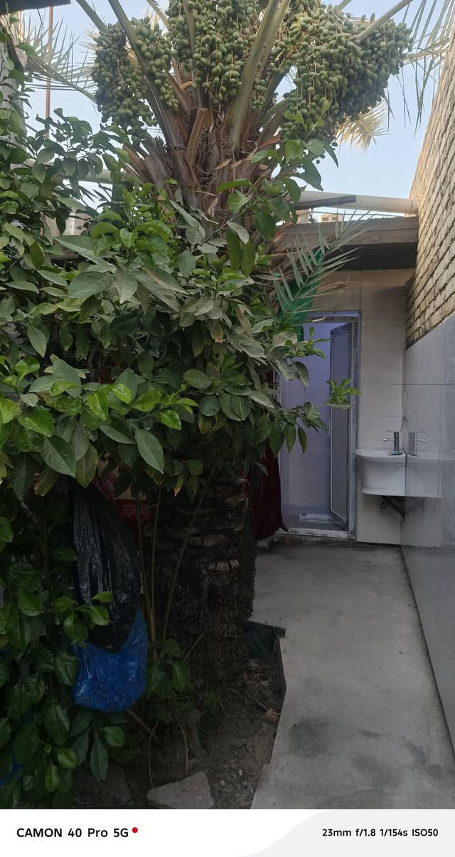 بيت للبيع زراعي ناحية فضليه حي خظر مساحة ٢٥٠ بناء بلوك كهرباىي سقف عكاده غرف ٣ صاله مطبخ هول ديواني صحيات طارمه بي محل خدمات ماء كهرباء شارع مجاري تبليط بيت عله شارع تبليط قريب عله شارع عام سعر خاص وتصال عله رقم *********** وتصال عله واتساب
