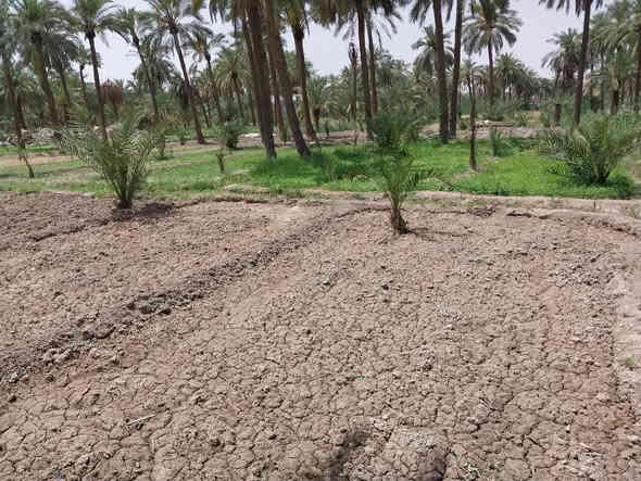 بيتان للبيع مع بستان مساحته دونم و٤٠٠ متر  البيت الأول ٤ غرف +هول +ديوانيه مساحة البيت تقريبا اكثر ٥٠٠ متر +البيت الثاني ٢ غرفه +هول +ديوانيه مساحة البيت اكثر ٣٠٠ متر 
العنوان البصره قرب معمل الورق قرب مستوصف الزين الصحي 
ناحية المصطفى السعر ٢٣٠ مليون وممكن التفاوض 
*********** البيت ال ٤ غرف مسلح والبيت الثاني عكاده 
بناء ٢٠١٠ 
ملاحظه : يمكن شراء كل بيت على حده او الأرض فقط
