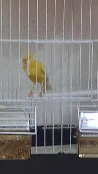 فحل كناري • مع قفص • توصيل