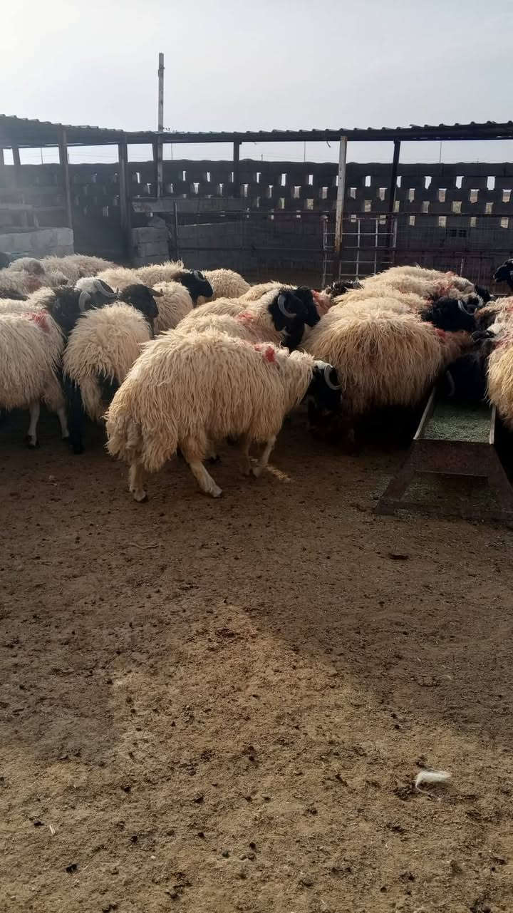 بمناسبة حلول عيد الاضحى المبارك يوجد لدينا كافة انواع الاضحي العنوان الرمادي الاتصال على رقم الهاتف ***********
