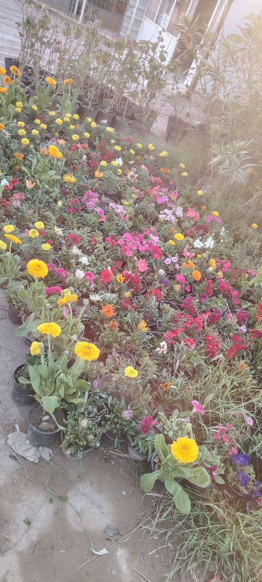 السلام عليكم يتوفر لدينا انواع الورد الجوري والجهنمي وانواع المتسلق المرجان ورد  اشجار ضليه اشجار الفواكه تين ورمان وزيتون وعنب وتفاح وتكي تكي مركبك وتفاح مركب الحمضيات بانواعها عنوان المشتل واسط قضاء الاحرار الحسينيه صف موكب المختار بصف علوان ابو الدهن مقابيل عباس ناصريه متواجد بال مشتل  من الصبح لليل


**إذا كنت صاحب هذا الإعلان وتريد حذفه لأي سبب، رجاءا أرسل رسالة إلى الدعم الفني**