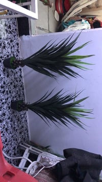 شجرات • جديدات • توصيل الحسينيه
