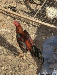 ديك هراتي • بدون تخريج