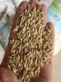 شعير روسي • اعلاف • ذي قار الفجر