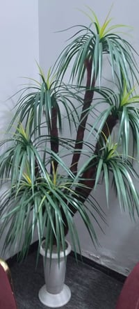 كاربد كبير قياس طول ٤متر وعرض ٣متر و٦٠ سنتيمتر ب٥٠ ولحفان ب٣٠ وشجرة كب...