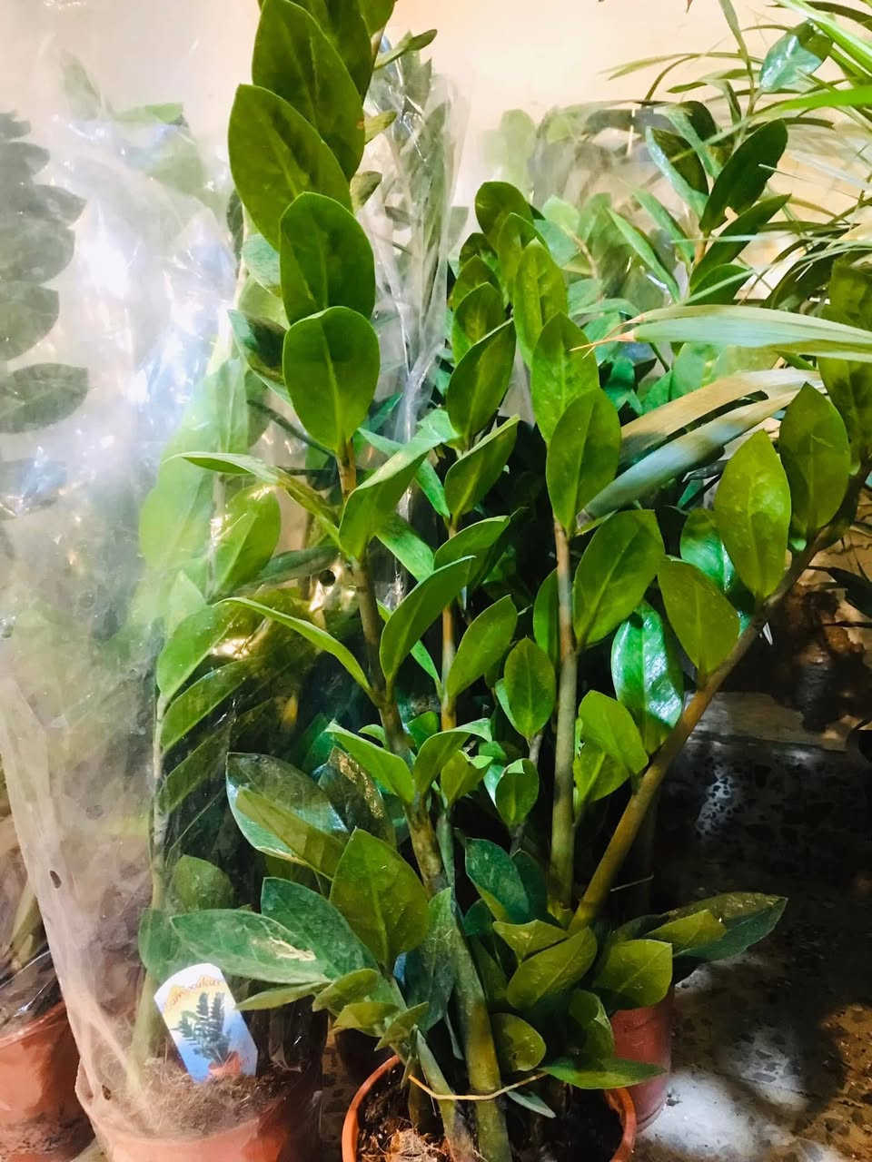 السلام عليكم وصول وجبة جديدة من . والظليات الهولندية الى مشتل زهور الحاج يونس الامين الثانية شارع النواب الضباط تقاطع الزهور مجاور عادل الخطاط


**إذا كنت صاحب هذا الإعلان وتريد حذفه لأي سبب، رجاءا أرسل رسالة إلى الدعم الفني**