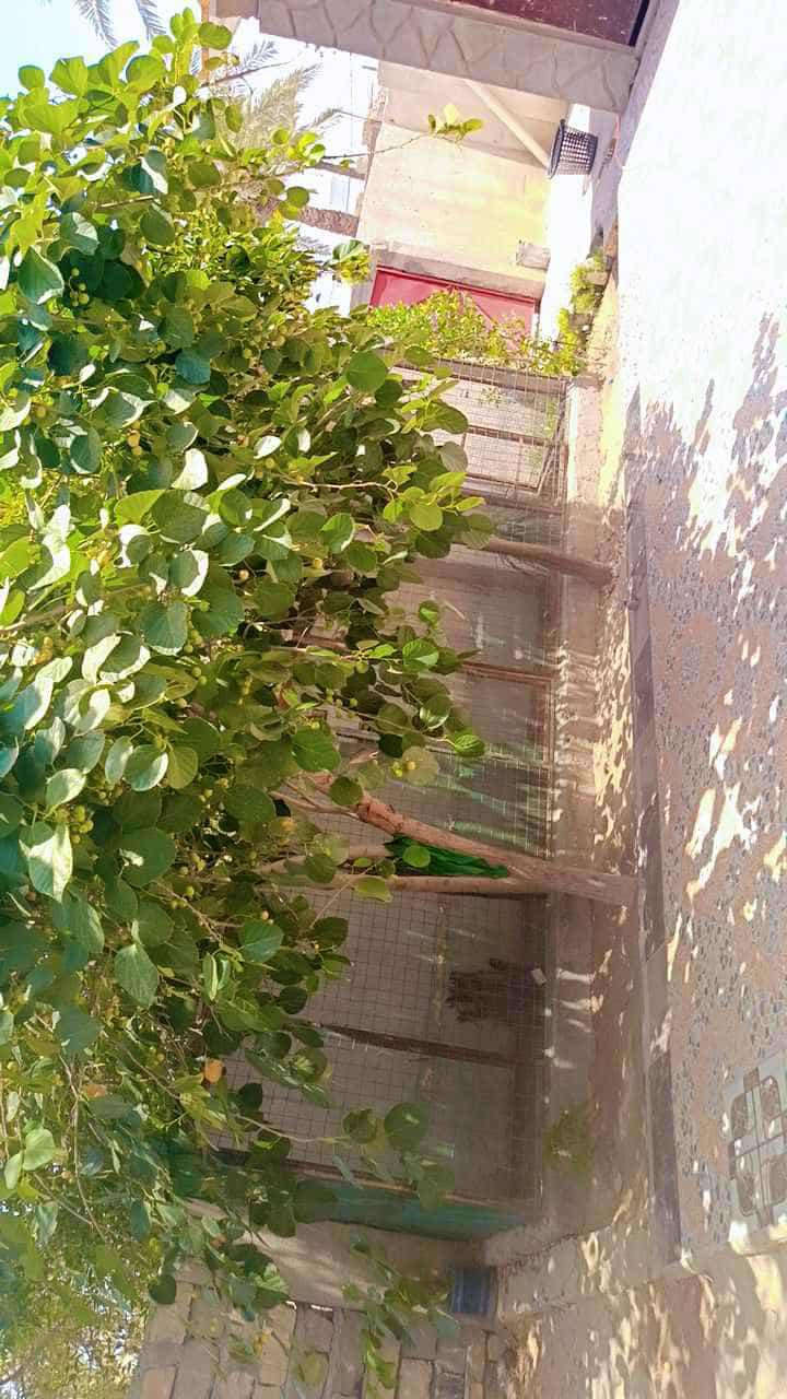 بيت للبيع شارع ٨٠مجمع
مشروع المي مجمع السلام السكني السعر١٨/***********
