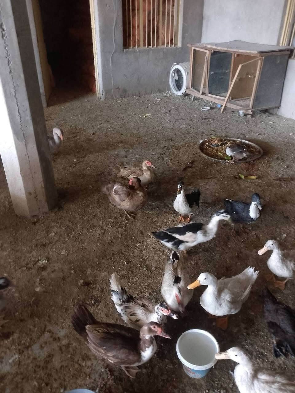 بط مصري وبط عادي للبيع ***********

