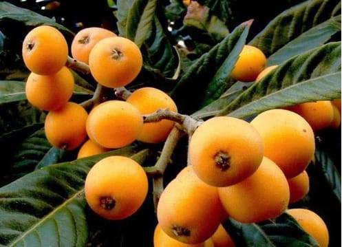 يتوفر لدينا اصناف المنكة وعنق الدنيا  في مشتل ناطق العلواني


**إذا كنت صاحب هذا الإعلان وتريد حذفه لأي سبب، رجاءا أرسل رسالة إلى الدعم الفني**