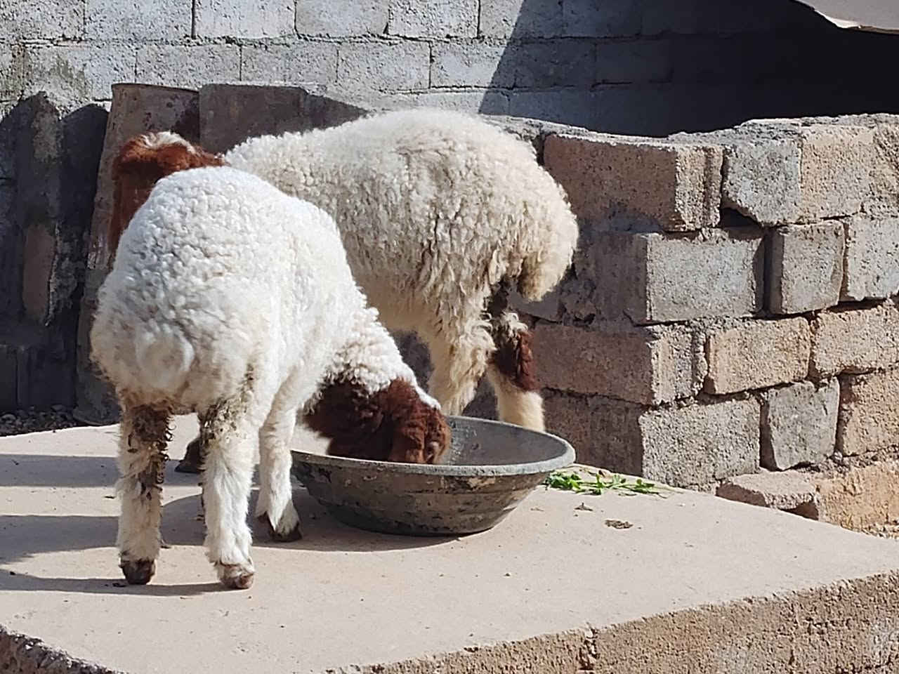 السلام عليكم 
متاح فطايم 2 خشنات وحلوات مثل ما  واضحات گدامكم يرهمن ذبايح ويرهمن ربط للي يدور يربطهن شرط النصاح علئ كل عيب 
سعر الزوج (400) وبيهن مجال بسيط
 المكان الكرابله حي الزيتون تواصل (***********)
