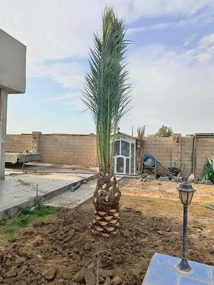 🌴🌟 تتوفر لدينا كافة أنواع الفسائل بأصناف مميزة ومضمونة 🌟🌴

الأنواع المتوفرة:
✅ برحي 🌱 خستاوي 🌱 بريم 🌱 عمران 🌱 تبرزل 🌱 مكتوم 🌱 جمالي 🌱 اشرصي 🌱 بربن 🌱 حمراوي 🌱 شكر 🌱 شوثي أصفر ✅
جبجاب  بلكه حمرت الجبل اصابع العروس عويدي ديري 
مجهول خضراوي عوينت ايوب جمال الدين 
🔶 جميع أنواع الفسائل مقدمة بأمانة الله ورسوله، خاصة من مزارعنا.
🔶 متوفرة بأحجام متعددة حسب الطلب، وتشمل الفسائل للأمهات والذكور.

🚚 توصيل لجميع محافظات العراق للطلبات 10 نخلات فما فوق.

☎️ لمعرفة الأسعار أو الاستفسار، يرجى مراسلتنا من الزر اسفل المنشور او على الارقام:

📲 واتساب
📲 ***********
📲 ***********
***********

💼 جاهزون لتجهيز دوائر الدولة، المشاتل، والمزارع الخاصة والعامة.
✨ فضلاً، ندعوكم لدعم صفحتنا عبر المتابعة والمشاركة، وتحية حب وتقدير لكم 🌹🌹
