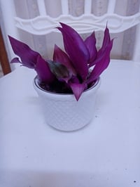 سندانه • صغيرة • نبات طبيعي