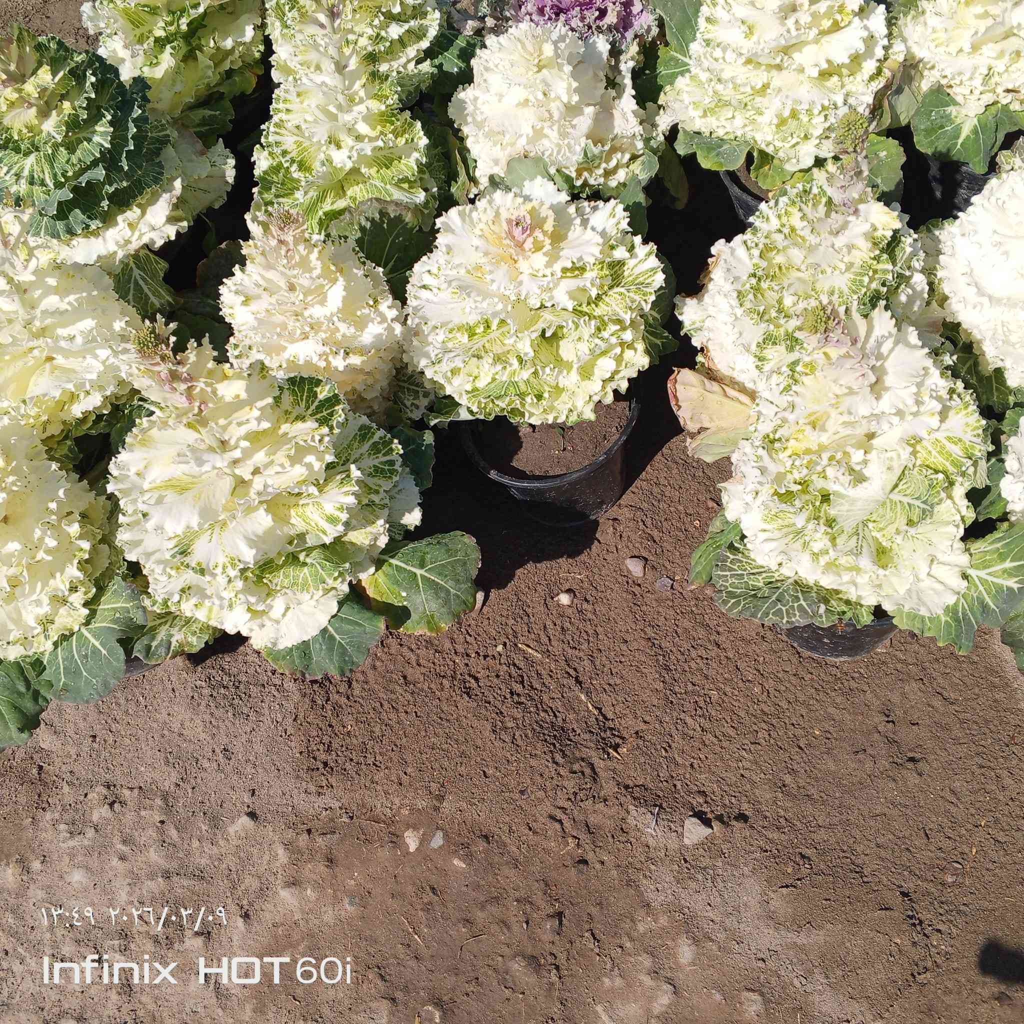 كل ماهو جديد ومتميز العنوان الشارع العام مجاور جملوانت مجمع كوري استفسار ***********/***********
