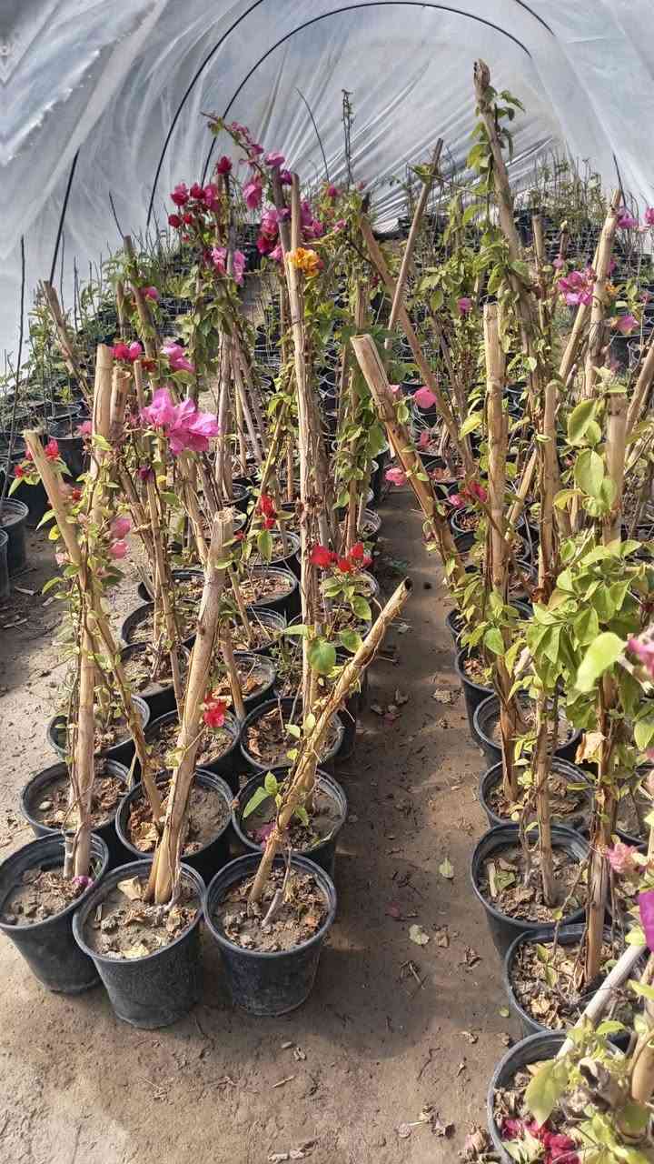 سلام عليكم رجع توفر الثيل كميات كبيرة والسعار مناسبه ومتوفر جميع انواع الشتلات بسعر جمله العنوان الحمزه الشرقي بشبلاويات يم معمل السكر عمود 272 متواجدين من ل7صباحا له 5ونص عصرا ***********
