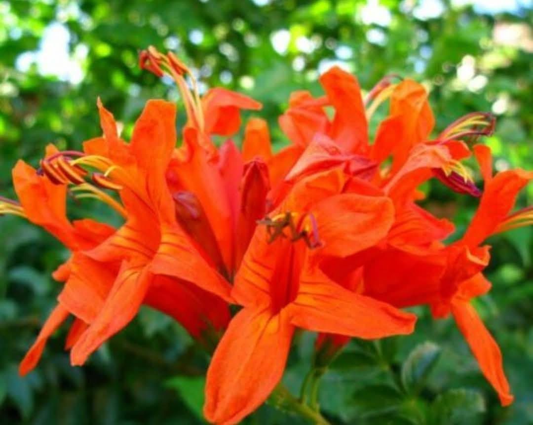 متسلق المرجان  دائمي الخضار ويتحمل الحر والبرد  السعر  ٦٠٠٠ 💐💐💐💐💐💐💐العنوان الانبار راوه الجديده آخر شارع بيت علي حماد محمد وعدنا توصيل راوه عانه القائم حديثه هيت الرمادي الفلوجه بغداد العامريه وحي الجامعه واليرموك والمنصور التوصيل حسب المكان واليجي يختار حيا الله


**إذا كنت صاحب هذا الإعلان وتريد حذفه لأي سبب، رجاءا أرسل رسالة إلى الدعم الفني**