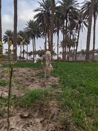 يوجد لدي دوانم البيع في بغداد ابو غريب منطقة السميلات والحمدانيه وا ١٠...