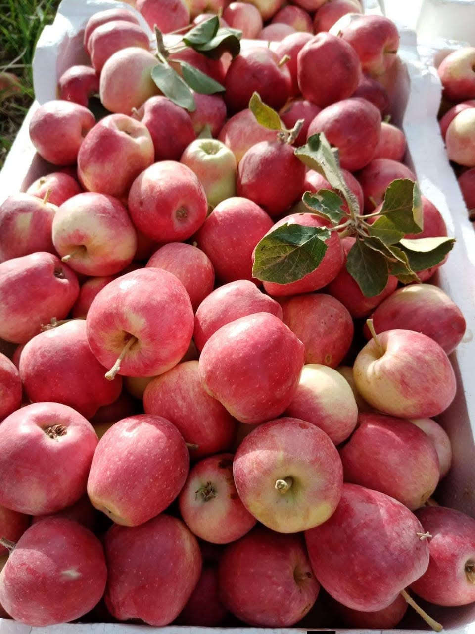 التفاح الاحمر الصيفي 
الشتلات بارتفاع متر تقريبا 
سعر الشتله 8000 دينار
الانبار حديثه 
المهندس الزراعي رائد النعيمي 
للاستفسار والتواصل على الصفحه او واتساب على الرقم 
***********
التوصيل لجميع المحافظات
