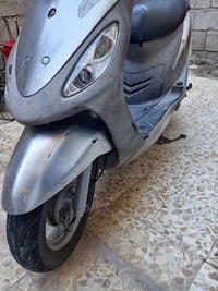 منغولي • مكفوله • سكنس فحل