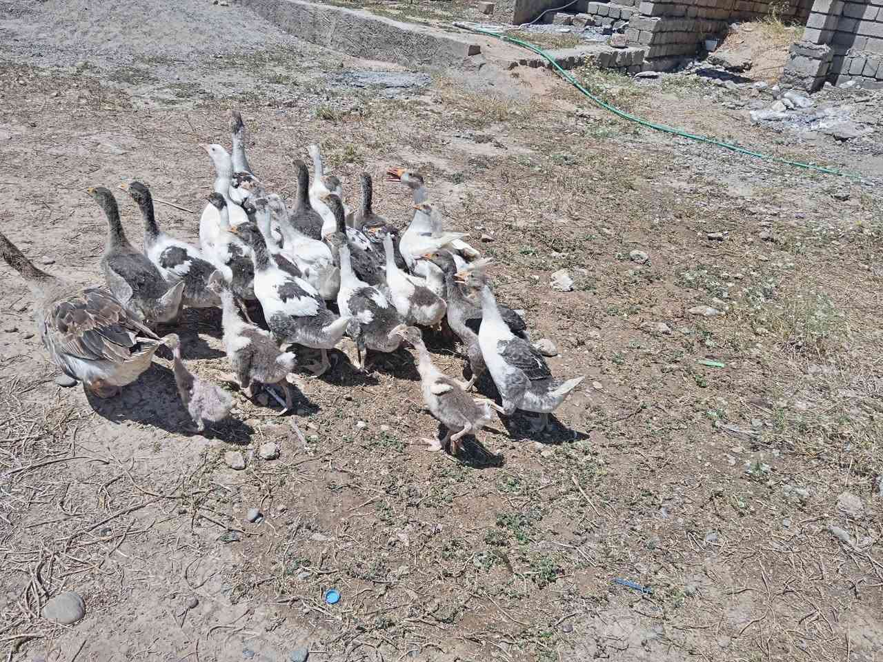 صواصي للبيع زوج ب 30 وبي مجال الرقم الموبايل
***********//***********
