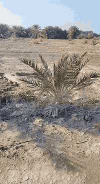 السلام عليكم للبيع دونم و 350 متر سند 25 بسمي شخصيآ مفروز مداور ثاني يوم /يحتوي ع نخلات بس غير معروف صنفهن / خدمات ماء + اعمده كهرباء بصفه يبعد عن شارع تقريبا 60 الا 80 متر العلوان شارع زبيد 
السعر 45 وبي مجال // ***********
