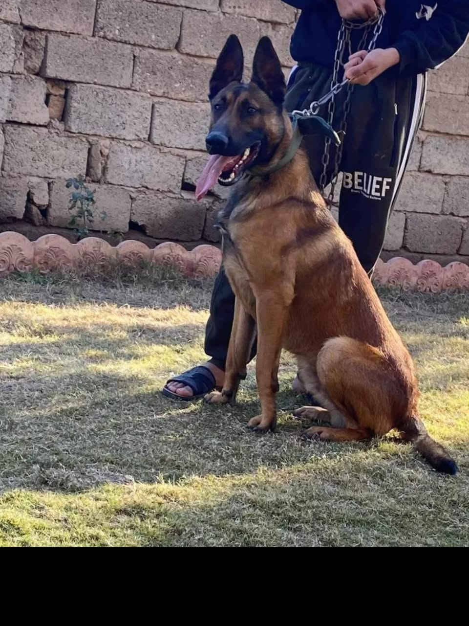 متاح ٥ جراء للبيع كامل لقاحات مثل ماموضحات بلصوره صوره لاب ولام موجوده سعر تك ١٠٠ الف الي يريدهن يتصل بي خير ويدلل
***********
