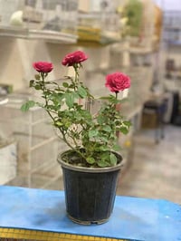 نباتات ظلية • ورد جوري • حي التعليم