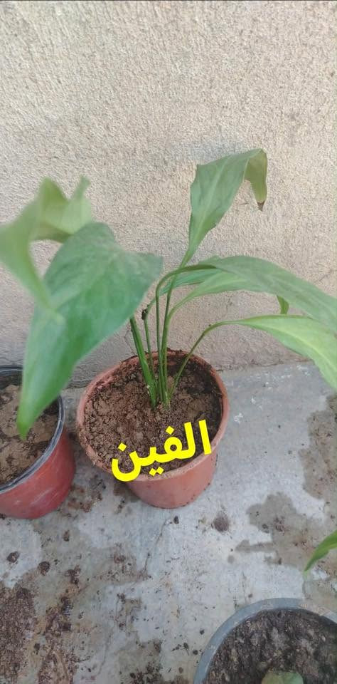سلام عليكم شتلات البيع كل واحد سعره موجود يريد يخابر رقم توصيل مجاني داخل طوز ***********
