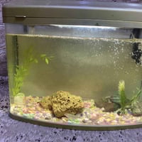 حوض سمك • ٥٠ سم • فلتر