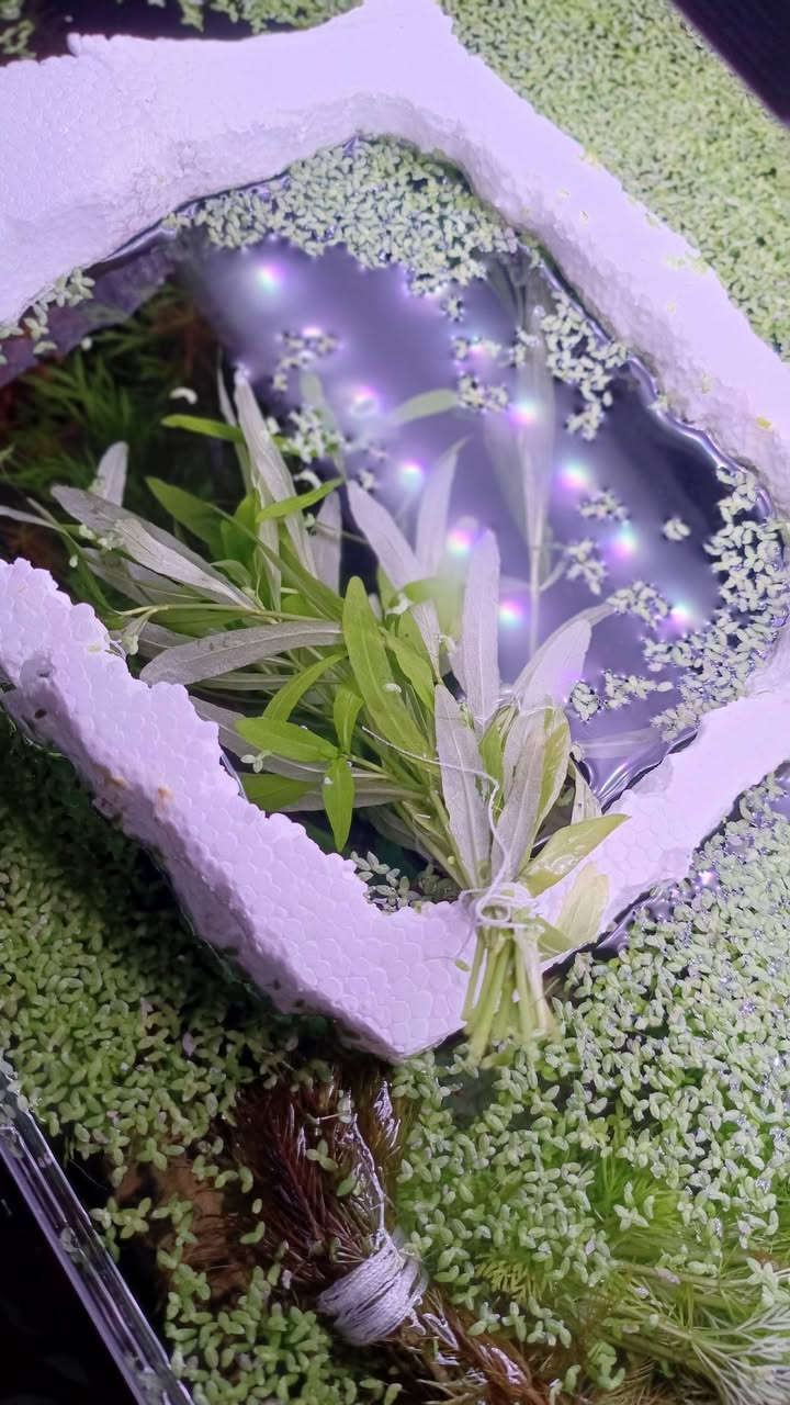 عرض العيد كل شتلتين ۵۰۰۰ تتكون الشتله من ٦ اغصان

النباتات المتوفرة 

الاكواريوم

رورايما" (Myriophyllum Roraima) أو "ميريوفيلوم الذهبي".

ليمونوفيلا سيسيلفورا (Limnophila sessiliflora)، المعروف أيضاً باسم "أمبوليا القزم" أو "ذيل الثعلب"

عدس الماء 

توصيل بغداد  فقط 5000


**إذا كنت صاحب هذا الإعلان وتريد حذفه لأي سبب، رجاءا أرسل رسالة إلى الدعم الفني**