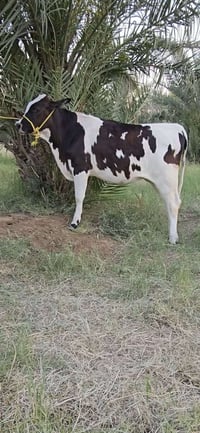 مباجير • امهات اصايل • بابل