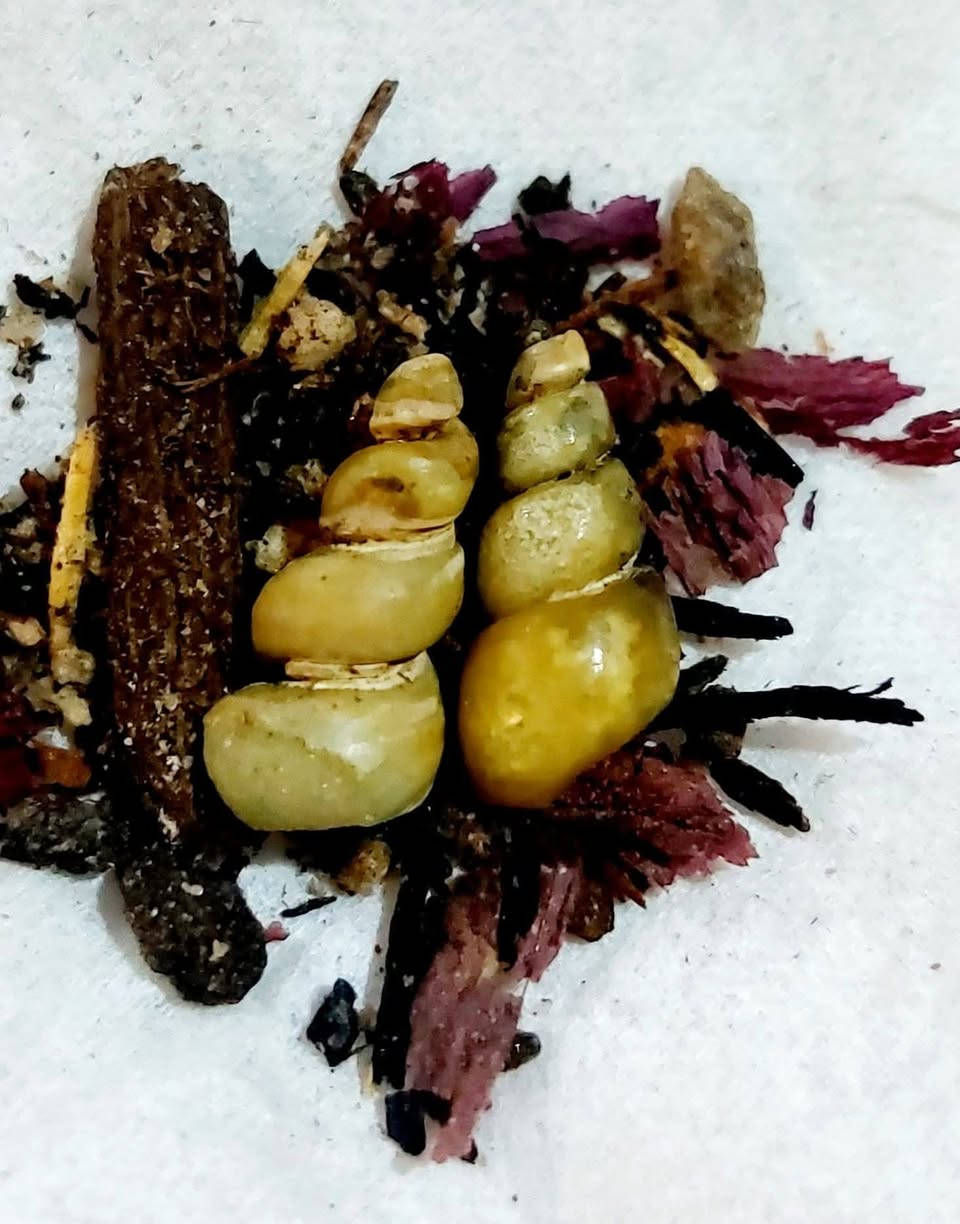 #يا #الله لوي مال كاع النباعي  ثنين خوات طبيعي.  شفاف 100 بل100  
ذو طاقه عاليه  روحانيه هائله فووول الفول  مروحن حسب القواعد الروحانيه الخاصه بيهن منجمات 15 اليله باليام البيض

جزء من فوائدهن 

1 محبه وقبول جلب القلوب عالنضره 

2 جاه وجه تسهيلات بالبيع 

محبه قبول مام الناس لي حملهن       

ينختمن مع طلسم برق الغزال الاصلي   وتوكيل مع طلسم 

منكل نسائي رجالي فوول الفول..............  برق الغزال الاصلي 

داخل الرقم وللاستفسار السماوه يوجد ***********☎️🤳

 توصيل مختصون ومتمكنون بجميع الاحجار المروحنه والطاقه وخبير بالاحجار المروحنه والطاقه #باذن الله على مستوه العراق والوطن العربي
