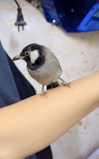 بلبل اليف طينه مال ديالى فول تغريد مايسكت عنواني بغداد مدينت الصدر 077...