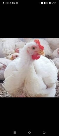 عامل دواجن • النجف