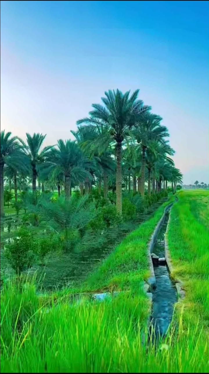 ارض للبيع على شارع 10 متر 🔥
طابو زراعي سند 25 ثاني يوم افتحلك بيان
بأسمك العنوان تاجي ذراع دجله جاهزات
خدماتهه ماء وكهرباء وسوك قريب ومدارس
ومزارع قريبه عليه سعر الدونم الواحد 30
مليون وقابل للتفاوض واجهية الدونم الواحد
50×50 يعني مربع المساحة 5 دوانم والعقار 
ما يخسر محد ينطيك بهيج موقع وترتيب 
بهيج سعر للاستفسار واتساب متوفر بلرقم
*********** اخوان متوفر واتساب 🌳
