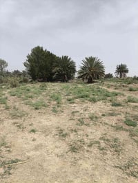 أرض زراعية • الساده • ١٤٠٠م