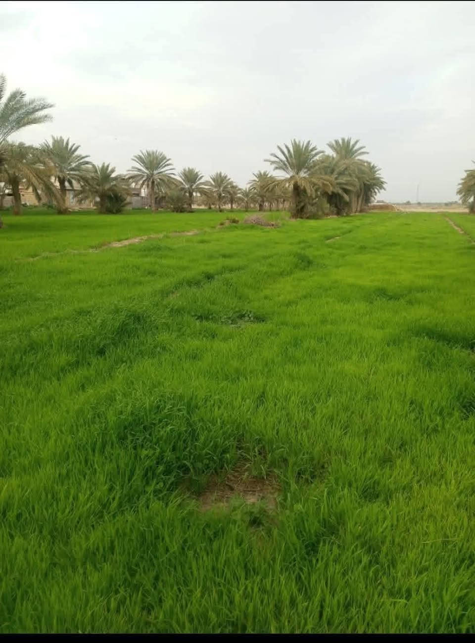 ارض للبيع طابو سند 25 جاهزه ومخدومه من كلشي
العنوان تاجي ذراع دجله مدينة سبع البور وسعر الدونم 
الواحد 30 مليون وقابل للتفاوض مخدومات من ماء اساله 
وسقي وكهرباء ومدارس وسوك ومزارع قريبه فتح بيان بأسم 
المشتري للاستفسار متوفر واتساب بلرقم =*********** تواصل على هاذ الرقم متوفر بي واتساب بأي وقت نشرف 📍
