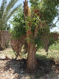 حطب • مجاني • يكص