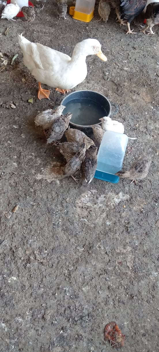 سمان وفقاسه للبيع


**إذا كنت صاحب هذا الإعلان وتريد حذفه لأي سبب، رجاءا أرسل رسالة إلى الدعم الفني**