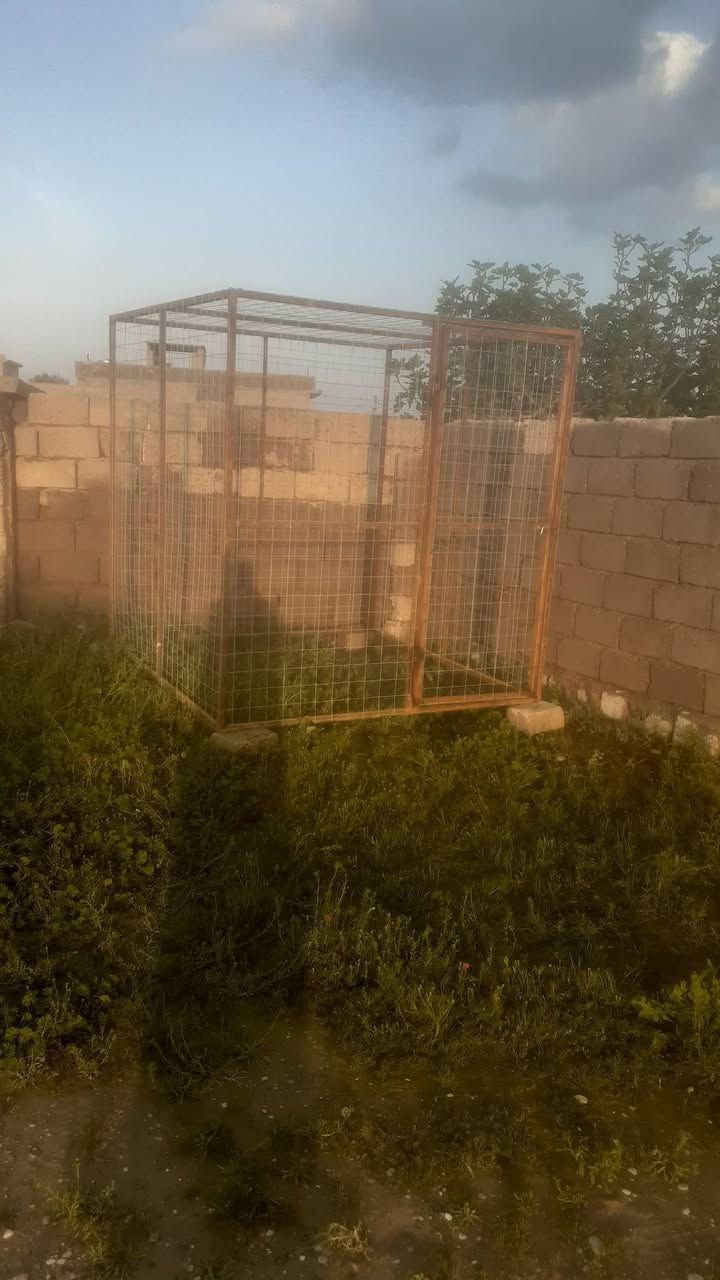 السلام عليكم قفص حديد للبيع فصال الطول ٢م والعرض ٢م والارتفاع ٢م حديد بوري مربع انج وربع القواطع زاوية انج وربع الهسكو الفتحة ٩سم الشيش سماكته ٤ملم جديد طك اتصل على الرقم ***********
