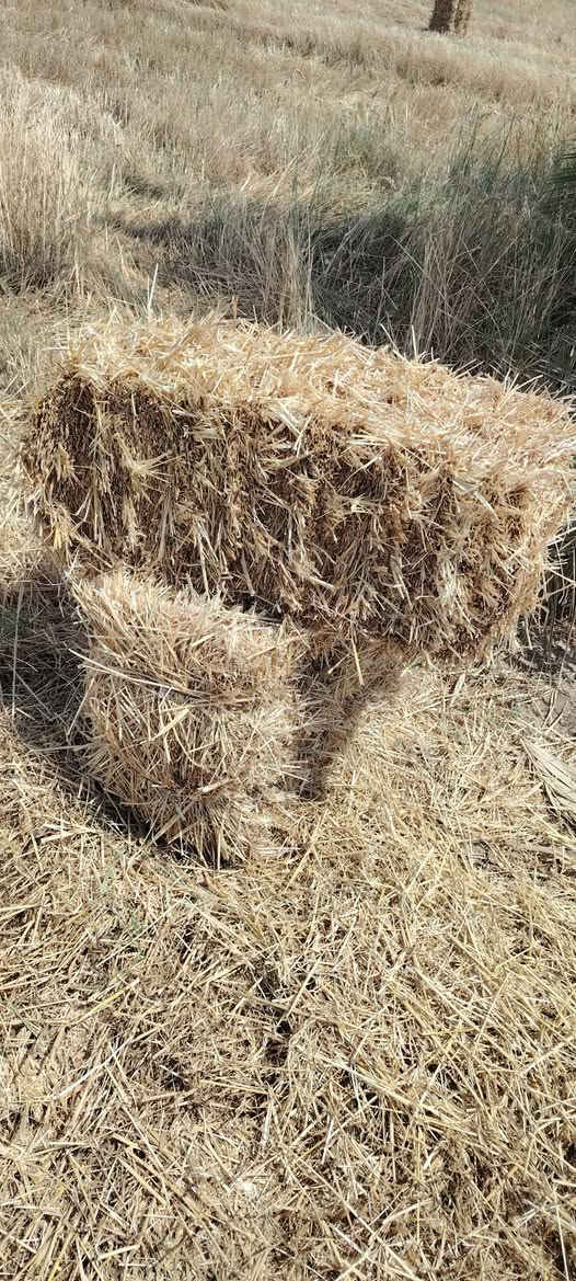 كبسات تبن حنطه للبيع العدد مفتوح شكد ما تريد للتواصل واتساب *********** أو خاص
