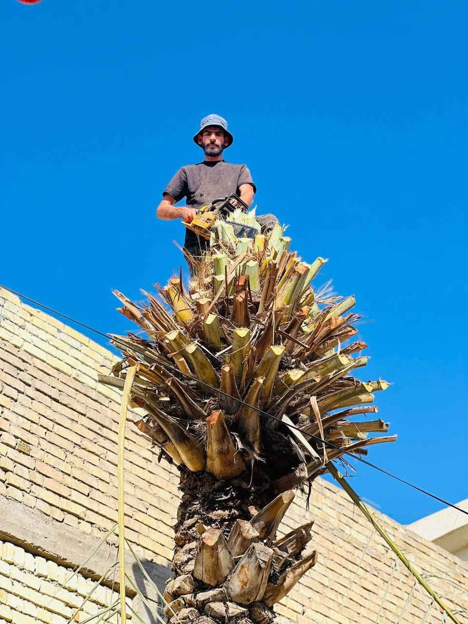 تقطيع الأشجار والنخيل في بغداد كرخ ورصافه للاتصال
***********
***********
واتساب
