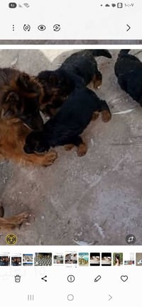 جيرمن شورت • قضاء الرفاعي