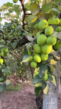 لتطعيم السدر بغداد ديالى 07745030008 تتوفر جميع لاصناف