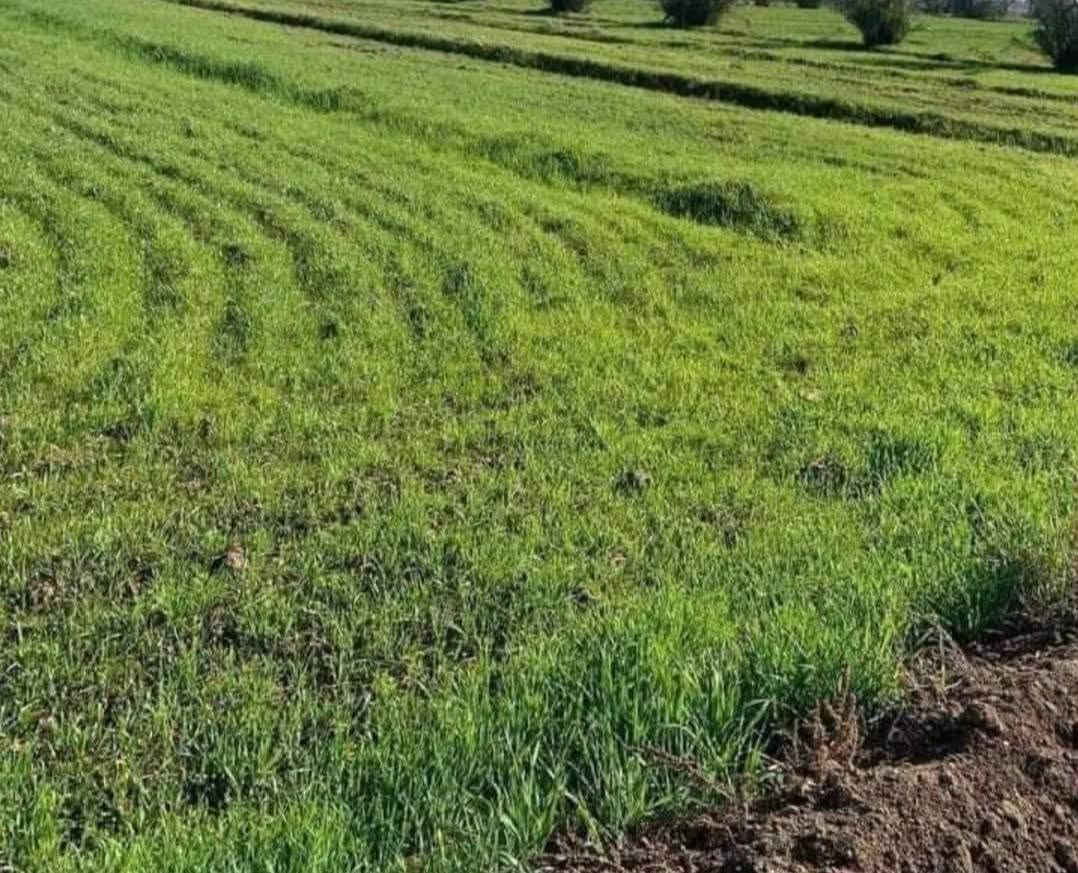 أرض زراعيه للبيع سند 25 المساحه 4 دونم مداور ثاني يوم بأسم المشتري العنوان طويريج طريق بنات الحسن واجهه ع طريق بنات الحسن  واجهه ثانيه على الحولي الجديد
***********
